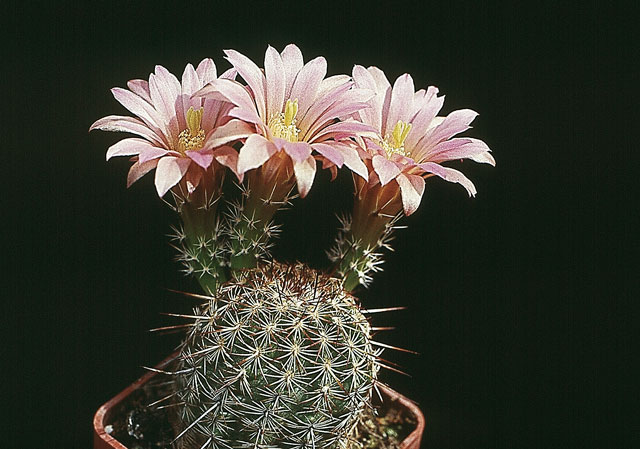 Echinocereus chloranthus var. roseiflorus