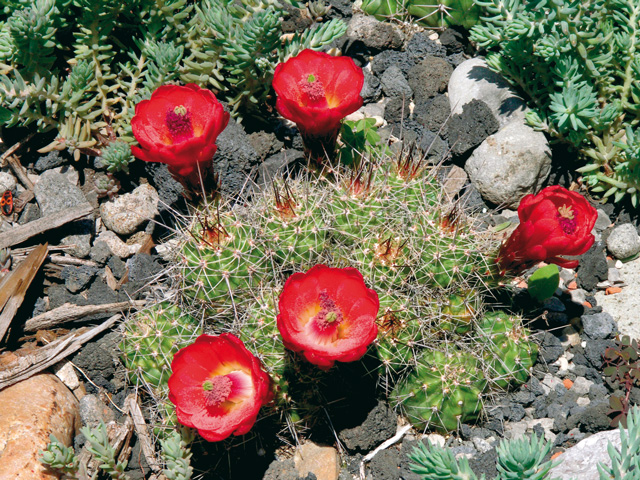 E. arizonicus subsp. nigrihorridispinus, Hidalgo Co, NM