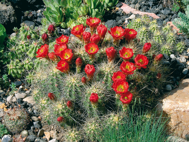 E. coccineus subsp. roemeri. Kvitol postupne s 50 kvetmi