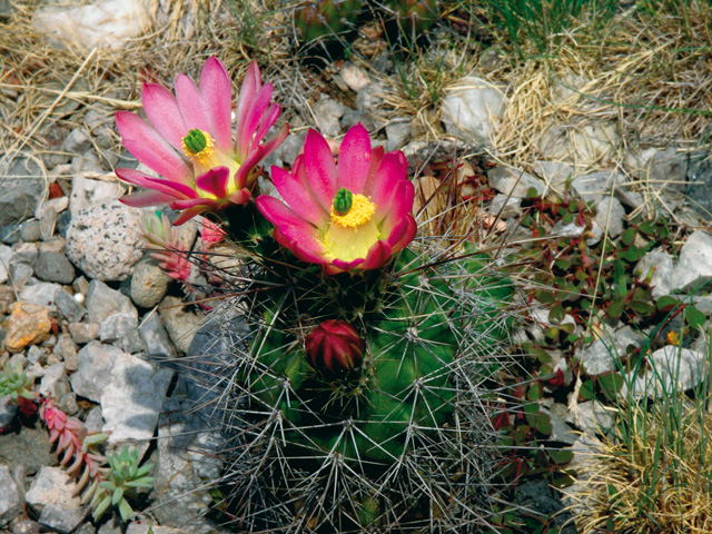 E. coccineus subsp. rosei, Otero Co, NM