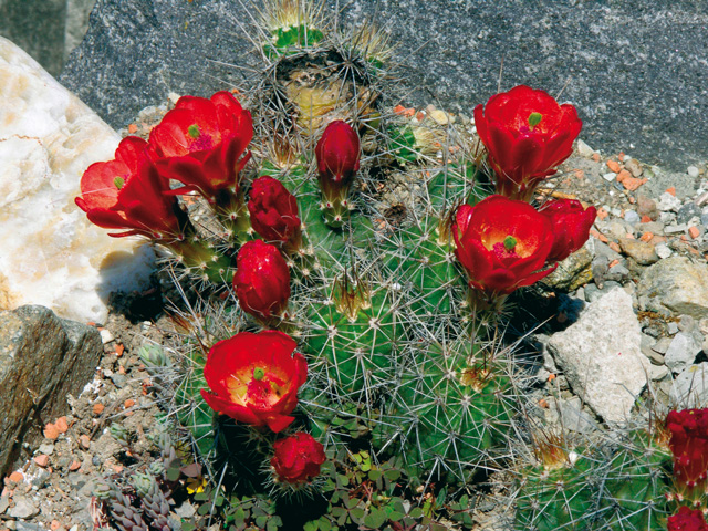 E. coccineus subsp. coccineus, Los Alamos Co, NM