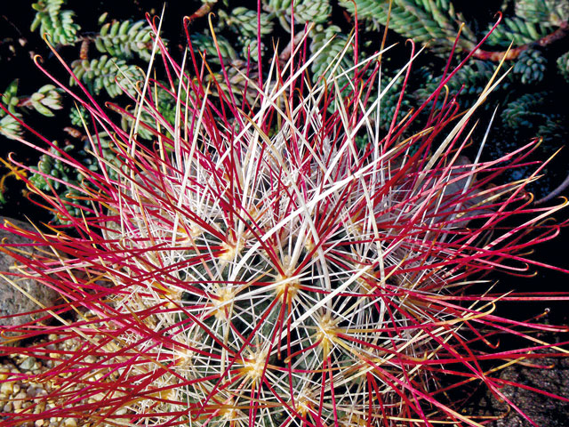 S. polyancistrus, San Bernardino Co., CA, 1200 m n. m.