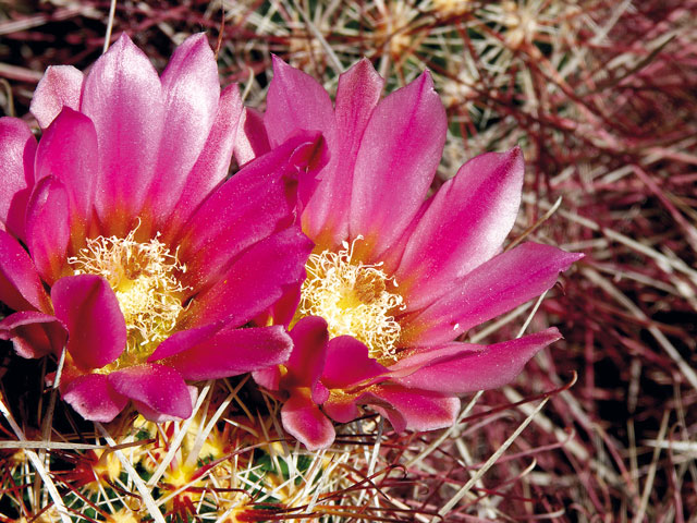  S. polyancistrus, barva květů fialovočervená