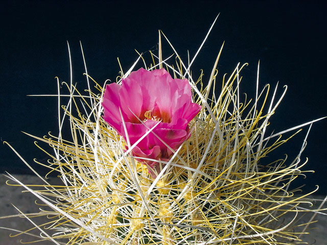 S. polyancistrus ’albino’