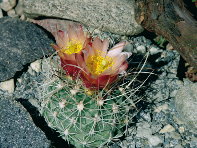 Sclerocactus pubispinus