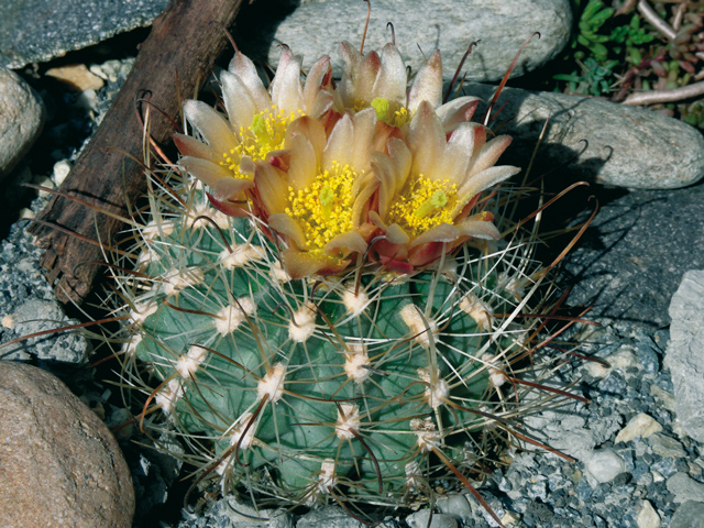 Sclerocactus pubispinus 2
