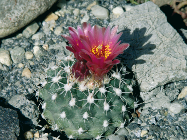 Sclerocactus pubispinus s tmavým květem