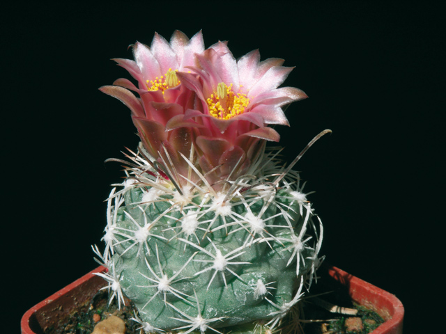 Sclerocactus pubispinus - další forma