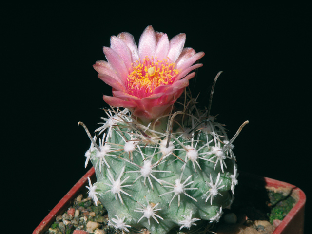 Sclerocactus pubispinus - mladá rostlina
