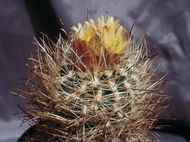 S. pubispinus SB 1085, Millard Co., UT – forma s hustým vytŕnením