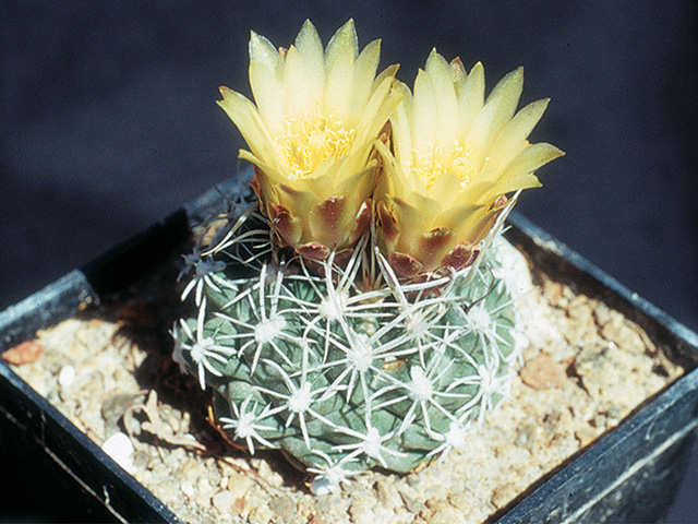 S. pubispinus fh 100, Baker, White Pine Co., NV – forma s krátkymi tŕňmi