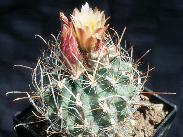 S. pubispinus SB 1013F, Millard Co., UT – forma s riedkymi tŕňmi