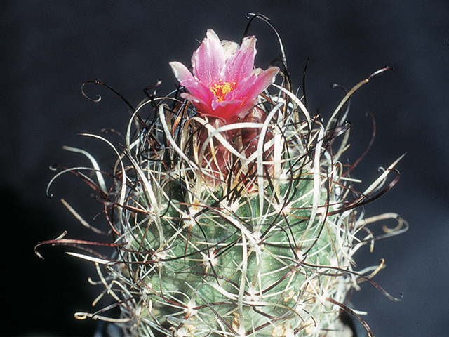 S. schleseri SB 1015, Lincoln Co., NV – husté, kučeravé vytŕnenie