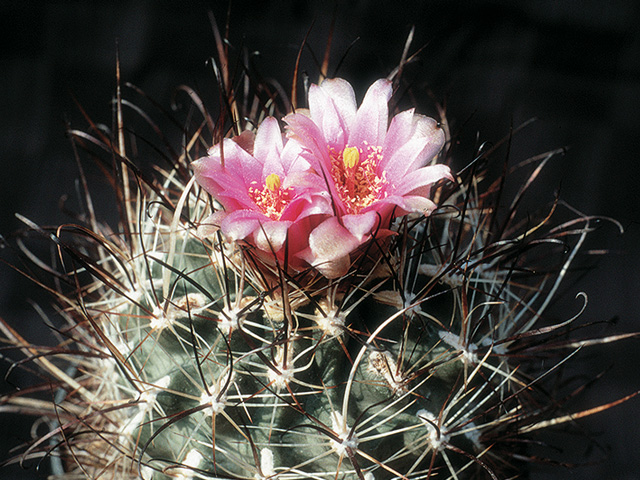 S. spinosior JB 22, Lund/Beryl, Iron Co., UT – tmavá forma