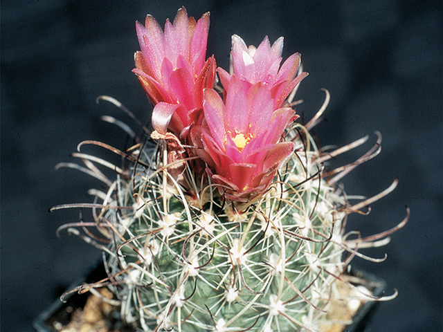 S. spinosior Scull Rock/Wah-Wah, Millard Co. – svetlá forma