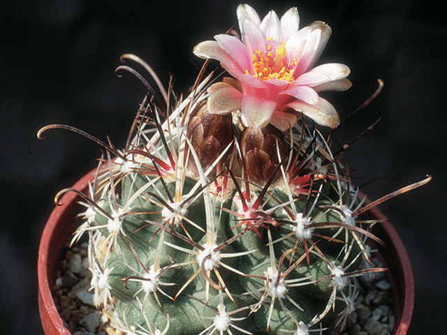 S. spinosior SB 740, North Sevier Co., UT – forma s mohutným vzrastom