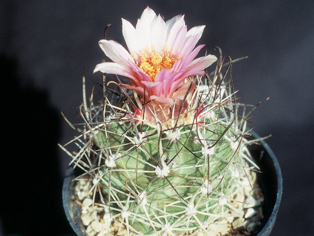 S. aff. spinosior North Scull Rock, Millard Co., UT