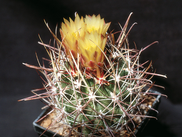  Sclerocactus whipplei, typ Holbrook, Navajo Co., Az