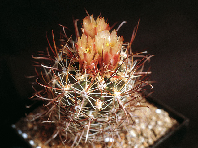 Sclerocactus whipplei, Tuba City, Coconino Co., Az