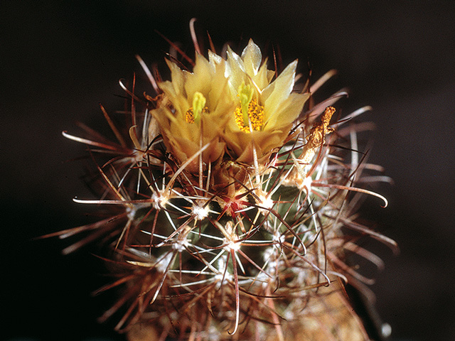 Sclerocactus whipplei, spomínaný ako S. whipplei v. pygmaeus