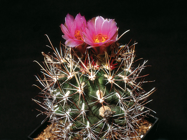 Sclerocactus cloveriae, Bloomfield, San Juan Co., NM