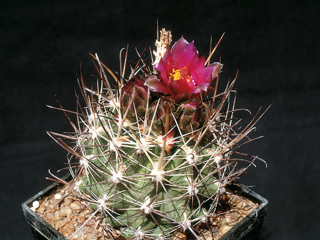 Sclerocactus cloveriae, Farmington, San Juan Co., NM