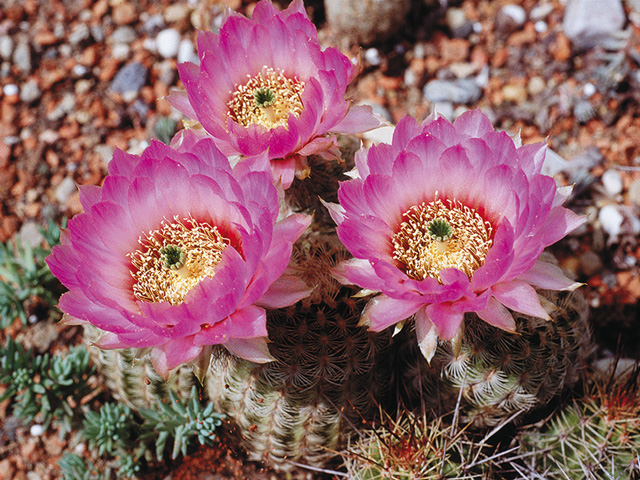 Echinocereus reichenbachii var. caespitosus – viachlavá rastlina