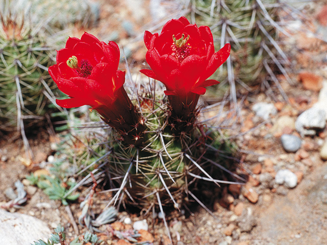 Echinocereus triglochidiatus var. melanacanthus rastúca trsovito