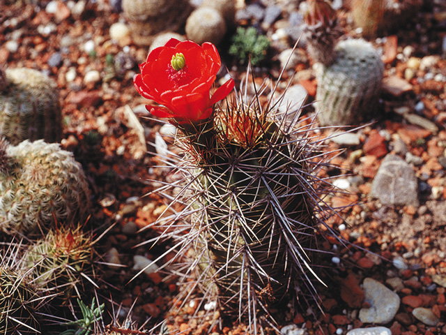 Echinocereus triglochidiatus var. melanacanthus