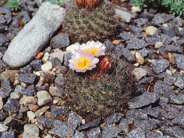 Pediocactus simpsonii var. simpsonii – Chaffee Co., CO