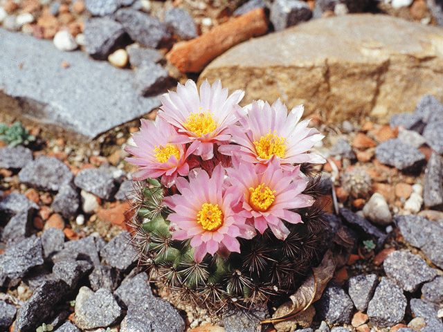 Pediocactus simpsonii var. simpsonii – Sevier Co., UT