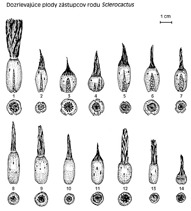 Plody zástupců rodu sclerocactus
