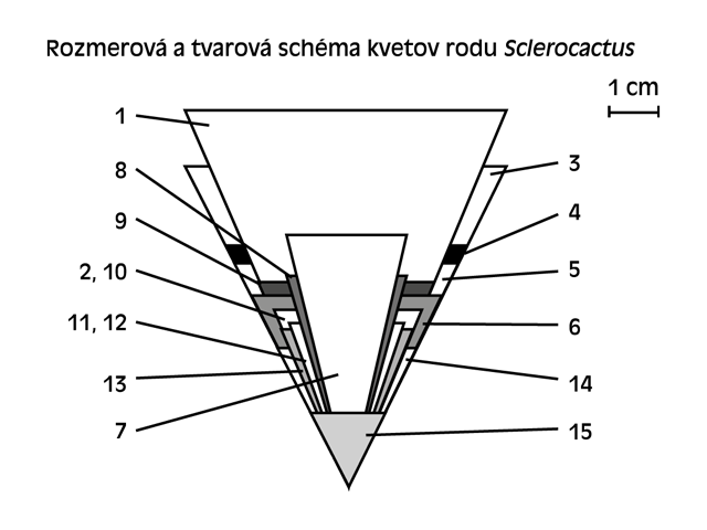 Schema květů rodu Sclerocactus