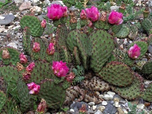 05-opuntia