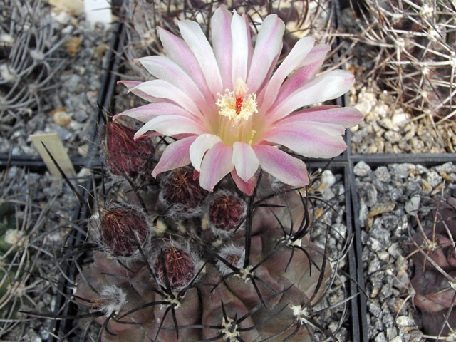 Horridocactus gigantheus