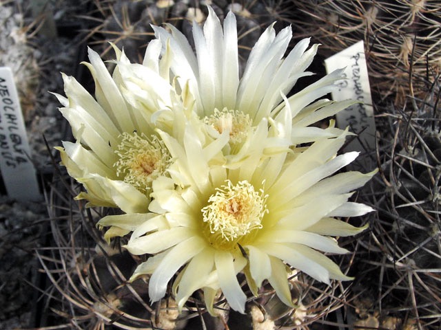 Neochilenia taltalensis