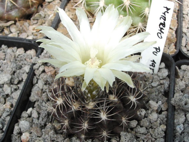 Pyrrhocactus taltalensis PV 1957, Taltal, Quebrada San Ramon
