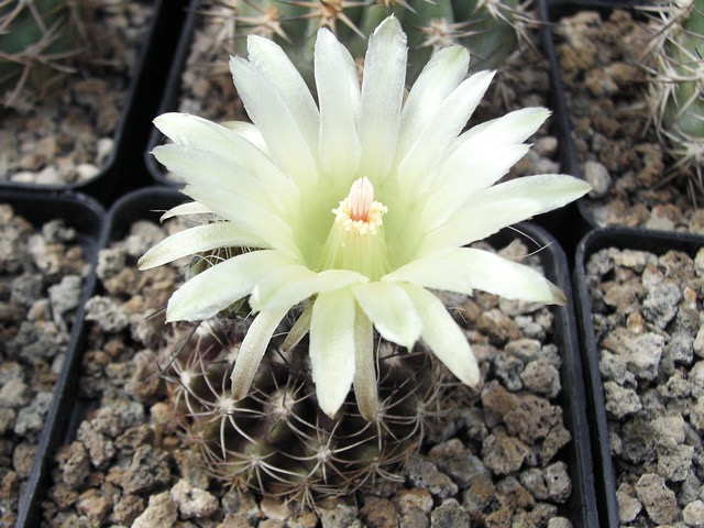 Pyrrhocactus taltalensis PV 2021, Antofagasta, Quebrada San Ramon, Chile