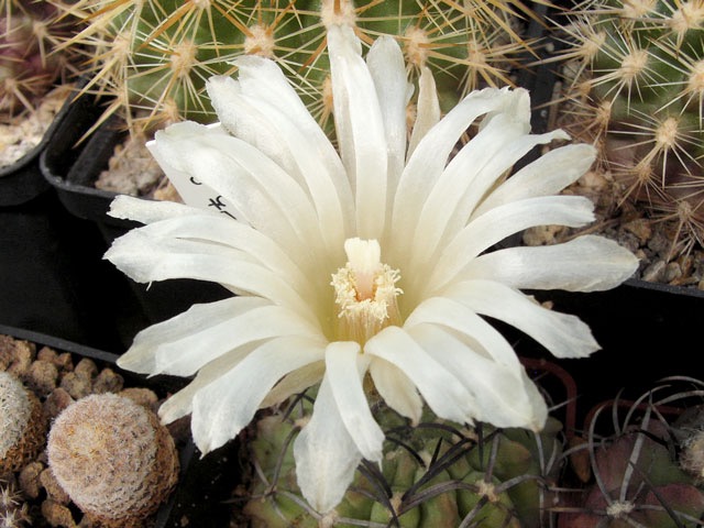 Pyrrhocactus paucicostatus JO 756.02, Chile, east Paposo, 530 m