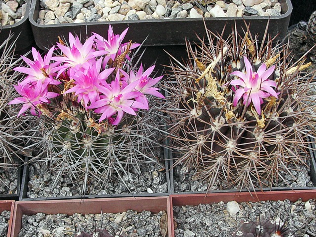 Neoporteria rapifera