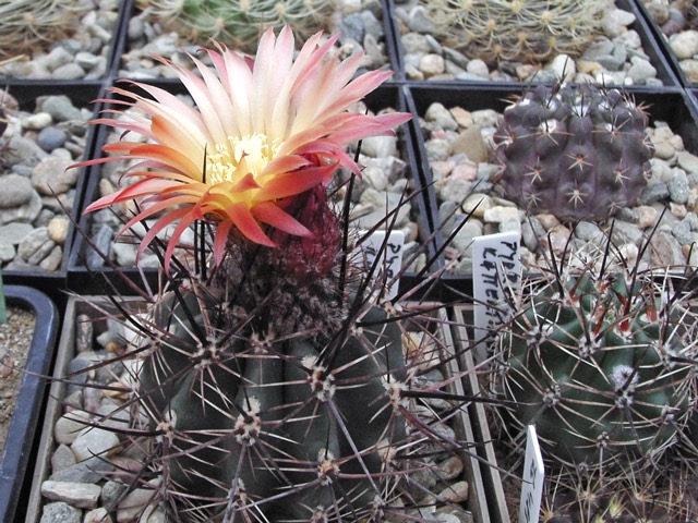 Pyrrhocactus kattermannii JB 34