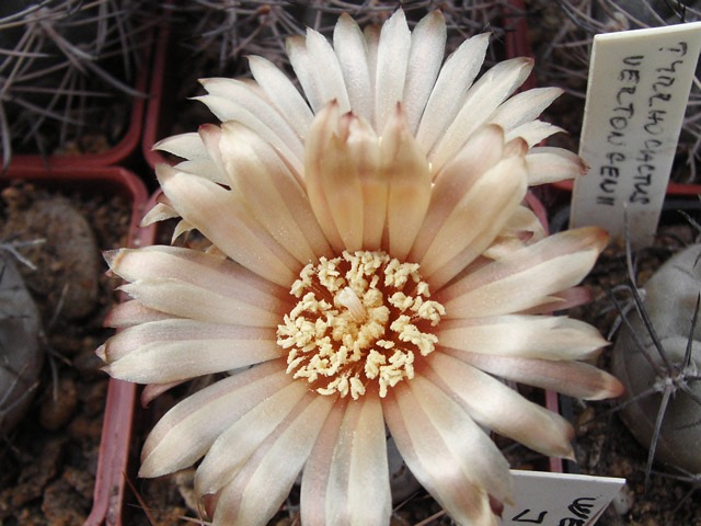 Pyrrhocactus vertongenii  VS 29,  Baños la Laja, 950 m n. m., San Juan, Arg., rostlina v 5cm květníku ani není vidět...