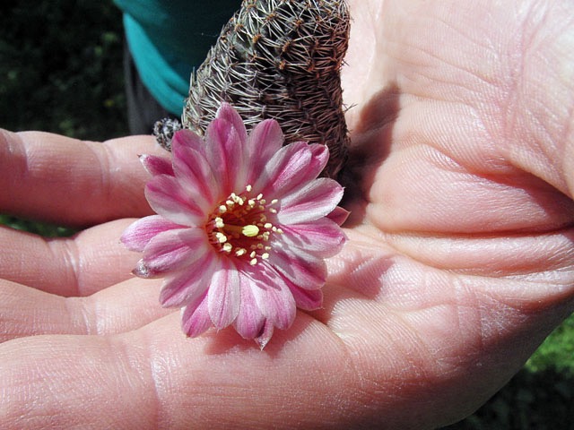 Síla přírody v praxi, nezakořeněná odnož Rebutia tropaeolipicta