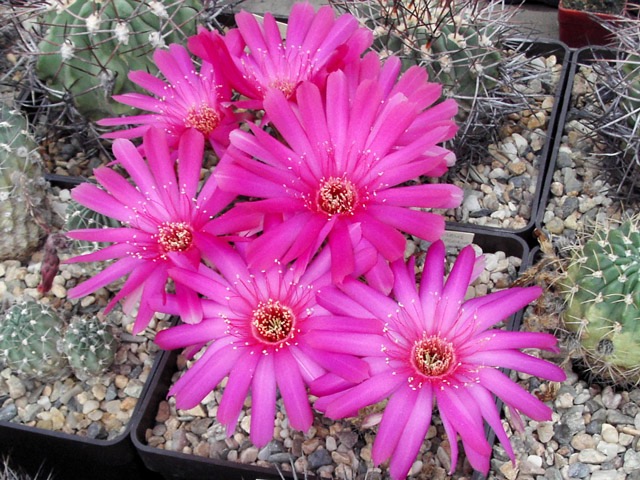 Hybridní trichocereus