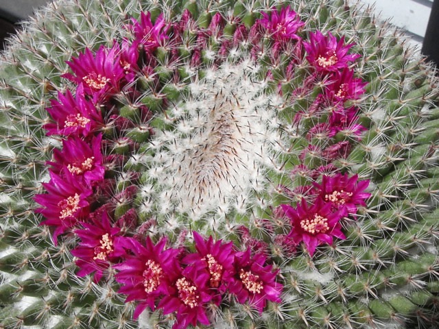 Krása „obyčejné“ mamilárie