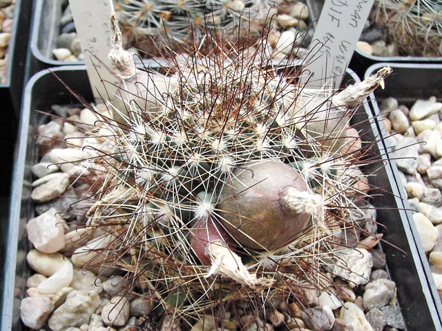 ... a Mammillaria wrightii DJF 1615 ... a po pár měsících