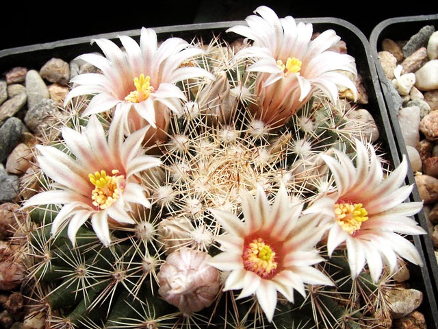 Mammillaria heyderi var. hemisphaerica