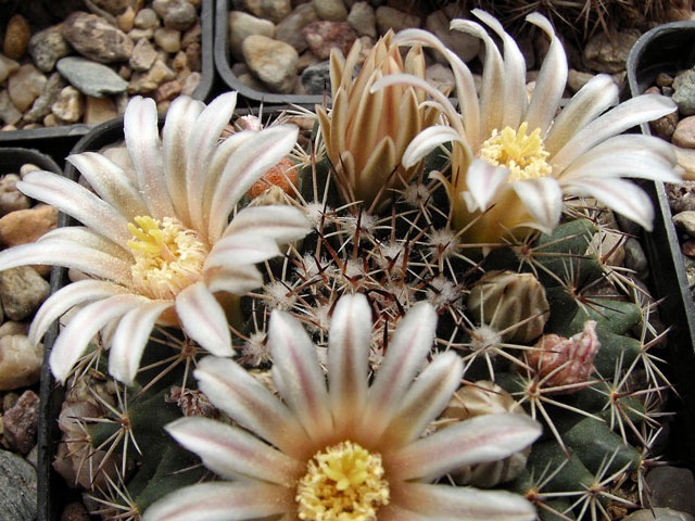 Mammillaria heyderi var. meiacantha DFJ 1449