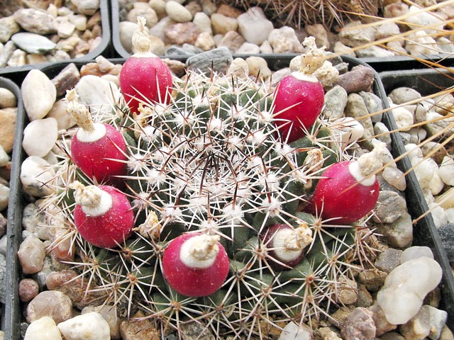 Mammillaria heyderi var. meiacantha DFJ 1449 s čerstvou násadou plodů