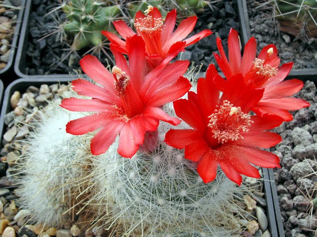 Mammillaria senilis kvete úchvatně